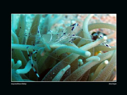 Long-Armed Cleaner Shrimp, taken with Canon G10 and Epoqu... by Sean Cooper 